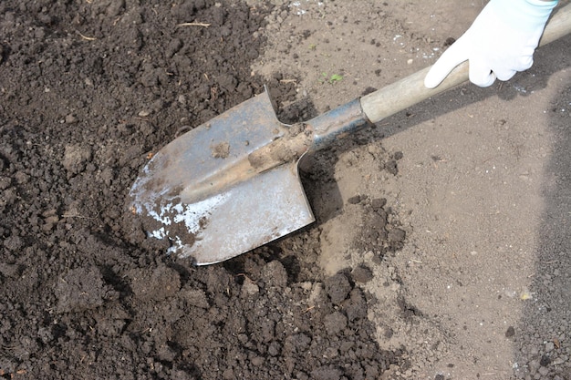 Foto een vrouw die een schop vasthoudt en tuinbedden maakt in de tuin