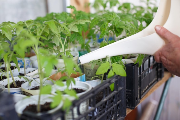 Een vrouw die tomatenzaailingen kweekt en water geeft op het balkon vanuit een gieter