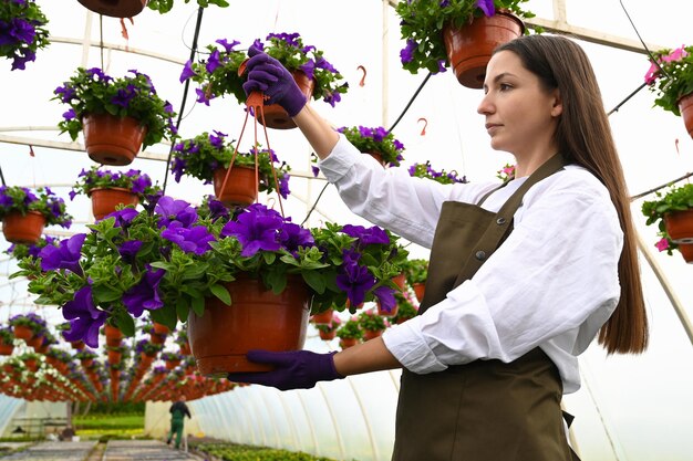 Foto een vrouw die werkt in een kasplantage die petunia's in hangende potten kweekt commerciële teelt kamerplantenconcept