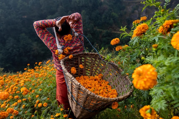Een vrouw draagt een mand goudsbloemen in een veld.