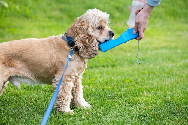 Een vrouw geeft water aan haar hond tijdens het wandelen Hond drinkt water