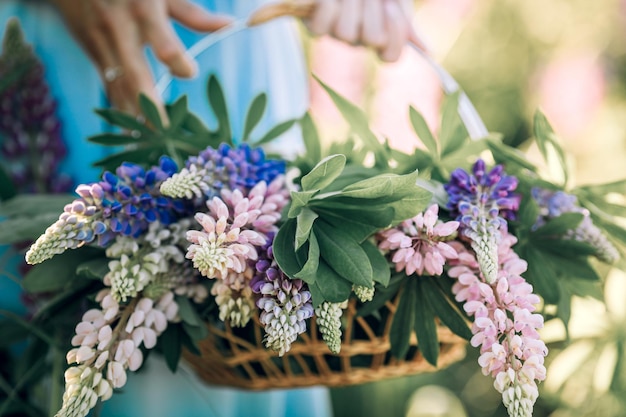 Een vrouw houdt een mand met wilde bloemen vast. Zomer paarse bloemen in een mand van stro. Lupine veld.