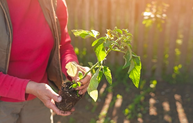 Een vrouw houdt een tomatenzaailing met bloemen en een knop tegen