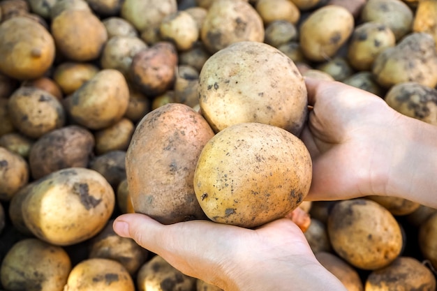 een vrouw houdt knollen van geoogste aardappelen in haar handen. tuinieren en oogsten van aardappelen concept