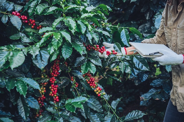 Een vrouw in de hand die een notitieboekje houdt en zich dicht bij de koffieboom bevindt, die over koffie leert