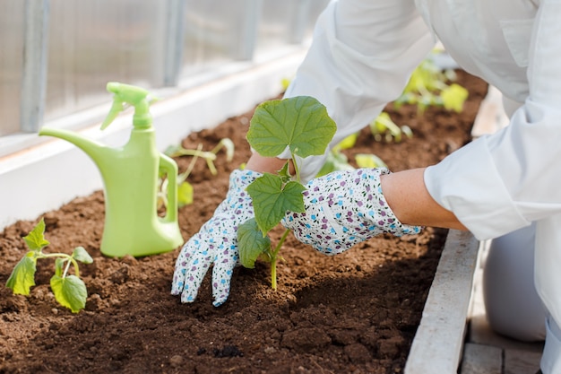 Foto een vrouw in een witte overall plant jonge komkommerzaailingen in de grond