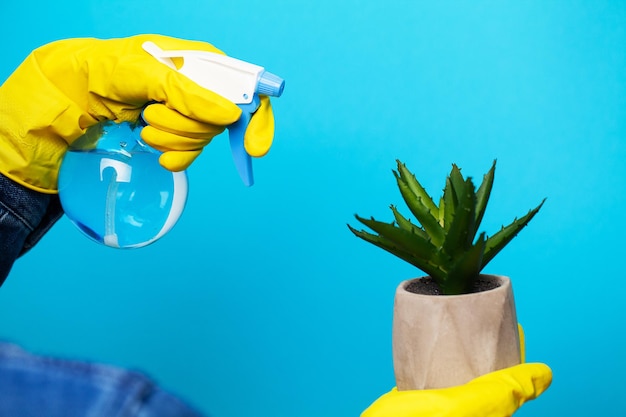 Een vrouw in gele handschoenen besproeit de plant.