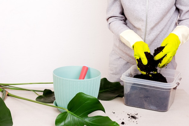 Een vrouw in rubberen handschoenen bereidt de grond voor op het planten van een tropische monsterabloem