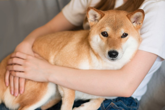 Een vrouw knuffelt een schattige rode hond Shiba Inu die thuis op haar schoot zit