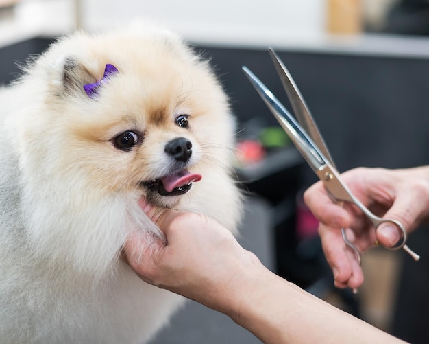 Een vrouw maakt een schattige pomeranian haircut spitz-hond in de trimsalon