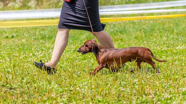 Een vrouw met een bruine teckelhond loopt in het park. Een bruine teckel rent over het gras