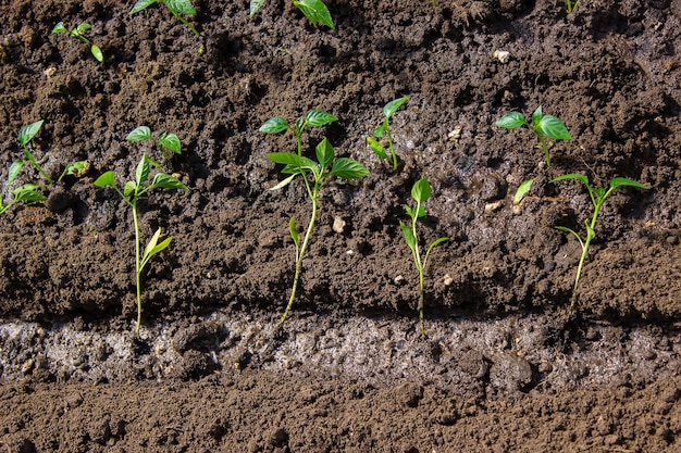 Een vrouw plant peperzaailingen in een kas Zaailingen van paprika