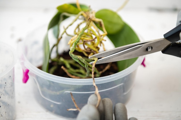 Een vrouw snijdt de zieke wortels van een orchidee door