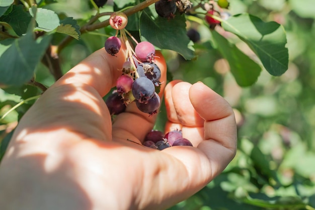 Een vrouw verzamelt heerlijke zwarte vruchten van de irga-plant op een boomshadberry