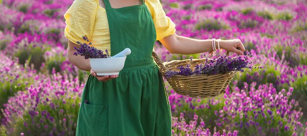 Een vrouw verzamelt lavendelbloemen voor etherische olie selectieve focus