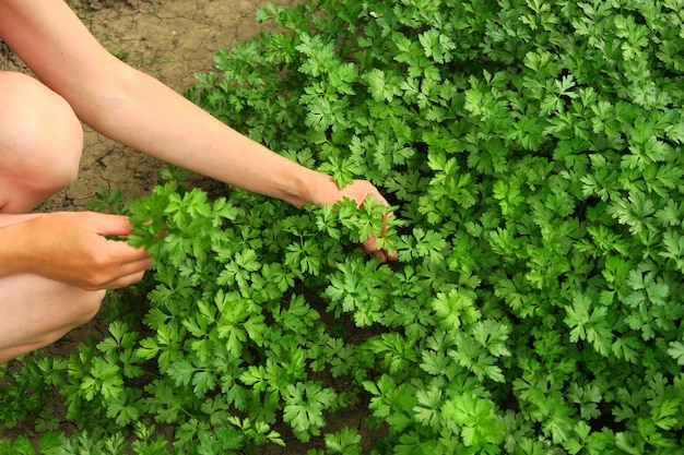 een vrouw verzamelt peterselie in de tuin huis tuinieren en de teelt van groen concept