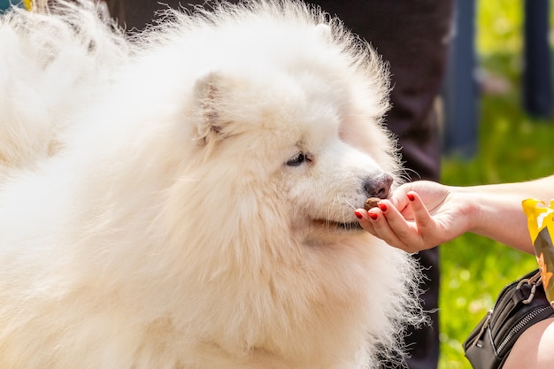 Een vrouw voert een Samojeed-hond. Wit ruig hondenras Samojeed neemt eten uit de hand van de minnares