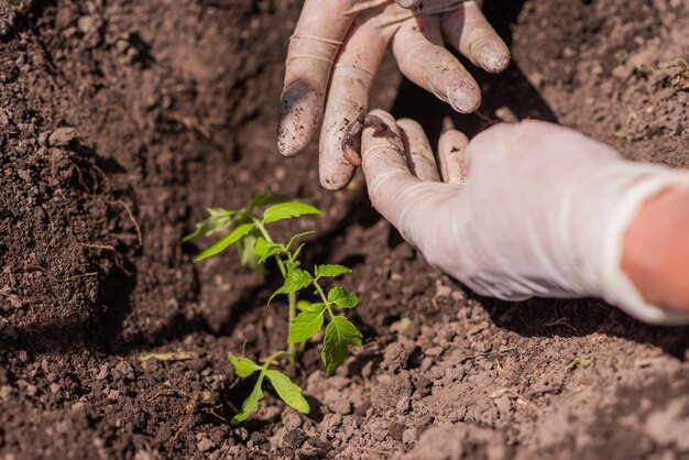 Een vrouw vond een worm toen ze tomatenzaailingen in de grond plantte