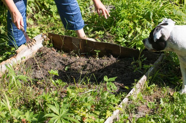 Een vrouw wiedt een bed van onkruid Tuinieren in het dorp