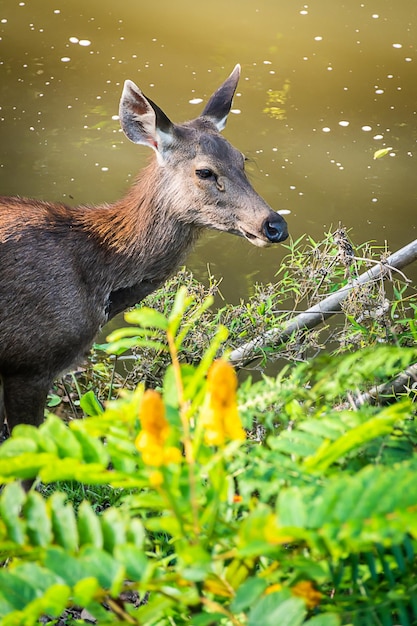 Foto een vrouwelijk hert in het bos