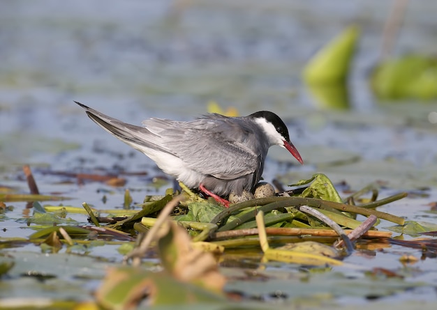 Een vrouwelijke bakkebaardstern (Chlidonias hybrida) zit op een nest van waterplanten. Detailopname