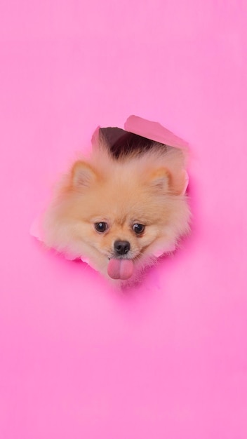 Een vrouwelijke creame pom pomeranian dog fotoshoot studio huisdier fotografie met concept dat roze papieren hoofd er doorheen breekt met expressie