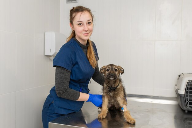 Een vrouwelijke dierenarts onderzoekt op een tafel in de dierenkliniek een kleine dakloze raszuivere pup met een katheter in zijn poot.