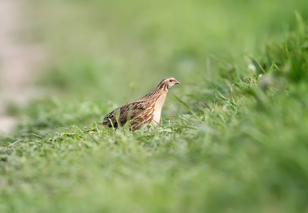 Een vrouwelijke gemeenschappelijke kwartel (coturnix coturnix) of europese kwartel in natuurlijke habitat