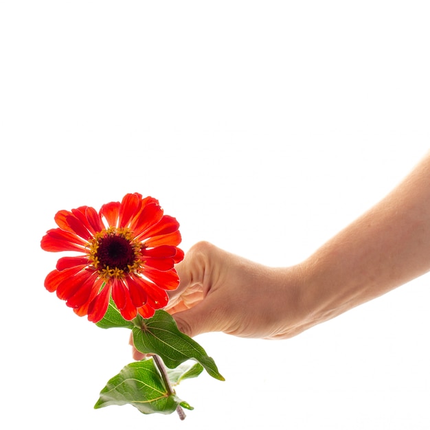 Een vrouwelijke hand die een tot bloei komende bloem van Zinnia houdt die als gift en symbool van liefdeconcept wordt geïsoleerd