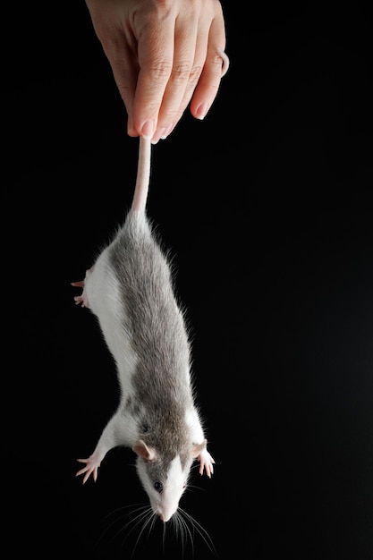 Een vrouwelijke hand houdt een rat bij de staart het knaagdier werd gevangen gekleurde muis geïsoleerd op een zwarte achtergrond plaats voor inscriptie en kop