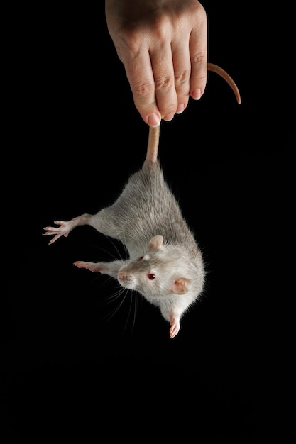 Een vrouwelijke hand houdt een rat bij de staart het knaagdier werd gevangen grijze muis geïsoleerd op een zwarte achtergrond plaats voor inscriptie en kop