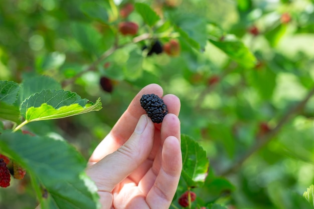 Een vrouwelijke hand houdt een zwarte rijpe moerbei vast die bessen oogst in de tuin