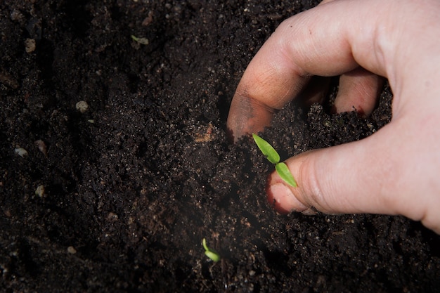 Een vrouwelijke hand steekt een kleine groene spruit in de grond