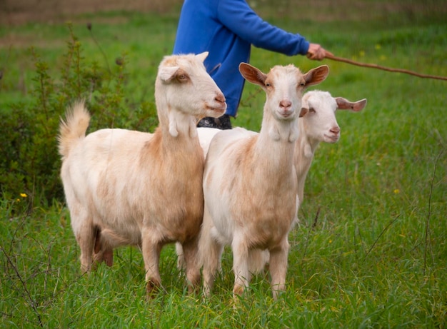 Een vrouwelijke herder weidt geiten in een weiland in een olijftuin op het Griekse eiland Evia in Griekenland