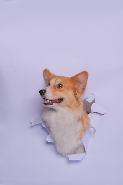 Een vrouwelijke Pembroke welsh corgi dog fotoshoot studio huisdier fotografie met concept dat grijze papieren kop er doorheen breekt met uitdrukking