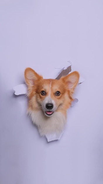 Een vrouwelijke Pembroke welsh corgi dog fotoshoot studio huisdier fotografie met concept dat grijze papieren kop er doorheen breekt met uitdrukking