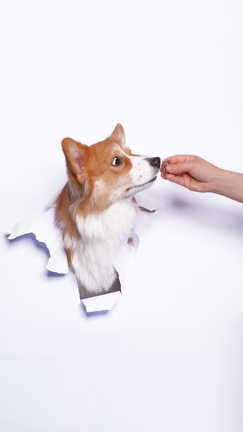 Een vrouwelijke Pembroke welsh corgi dog fotoshoot studio huisdier fotografie met concept dat wit papier erdoorheen breekt met expressie