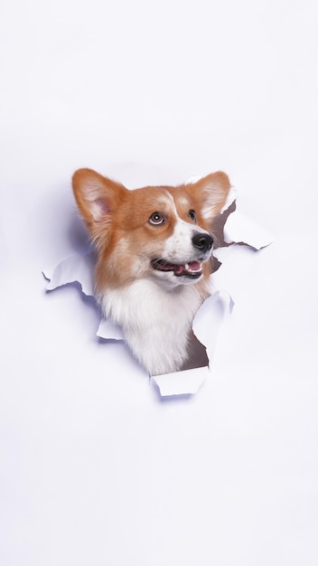 Een vrouwelijke Pembroke welsh corgi dog fotoshoot studio huisdier fotografie met concept dat wit papier erdoorheen breekt met expressie