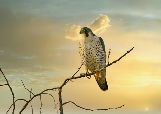 Een vrouwelijke slechtvalk (Falco peregrinus) zit op een boomtak