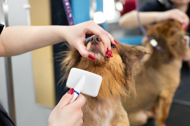 Een vrouwelijke trimmer die een hond met kam kamt. Grote hond in trimsalon.