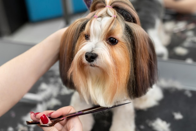 Een vrouwelijke trimmer knipt de wol van een Yorkshire Terriër met een schaar. Mooi kapsel voor een kleine hond.