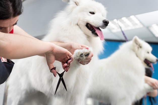 Een vrouwelijke trimmer wist een Samojeed-hond uit met een schaar Een grote hond in een kapperszaak