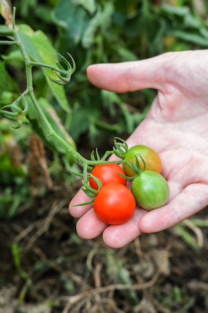 Een vrouwelijke tuinman houdt rijpe tomaten in haar hand