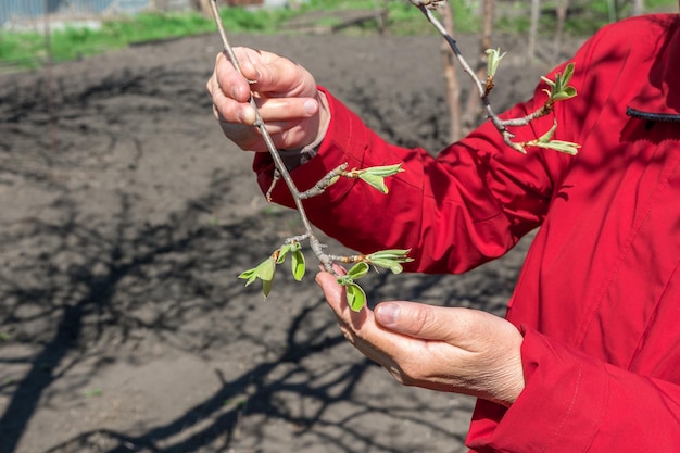 Een vrouwelijke tuinman inspecteert jonge bladeren op een appelboomtak Verzorging van bomen in de tuin