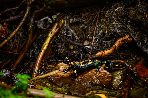 Een vuursalamander (Salamandra salamandra) in een bos