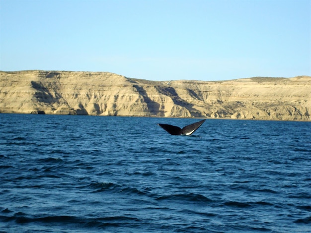 Foto een walvis zwemt in de zee bij een rotsachtige berg tegen een heldere blauwe hemel.