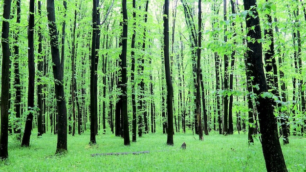 Een wandeling door het lentebos