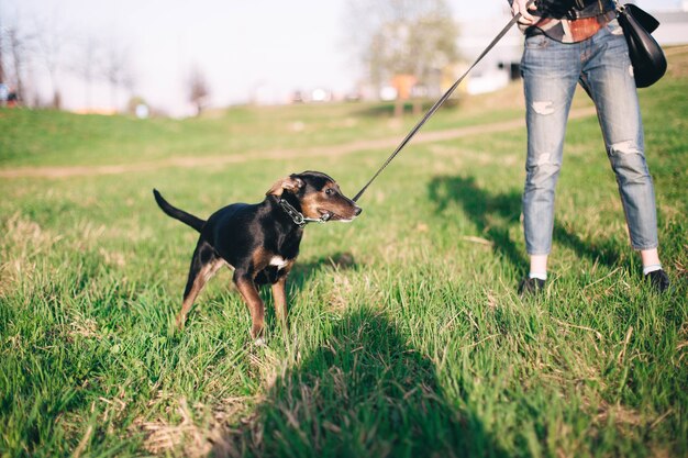 een wandeling met een jonge hond puppy in de natuur