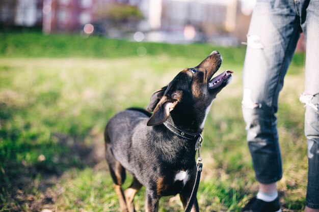 een wandeling met een jonge hond puppy in de natuur