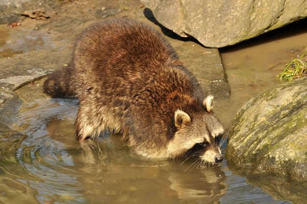 Foto een wasbeer drinkt water in een vijver.